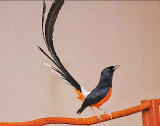 Foto Burung Murai Batu Medan Ciri Fisik Suara Warna Bulu