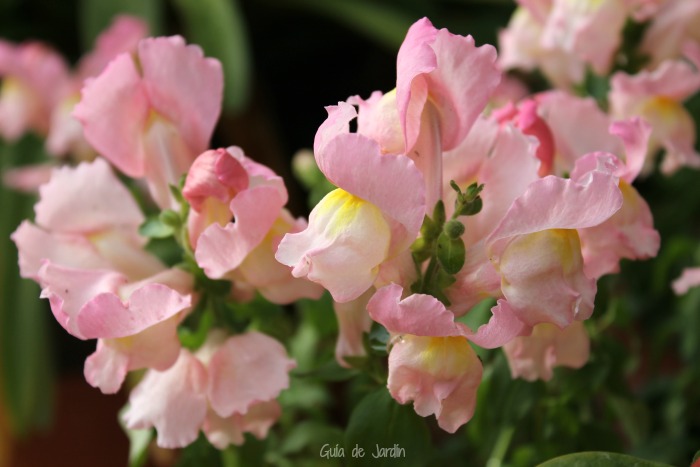 Anthirrinum, también conocida como boca de dragón - Guia de jardin