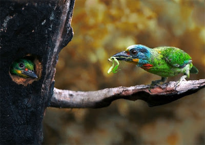 Pajarillos comiendo by John&Fish (10 fotos de aves)