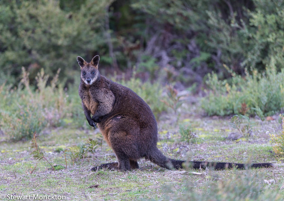 Paying Ready Attention Photo Gallery Black Wallaby / Swamp Wallaby
