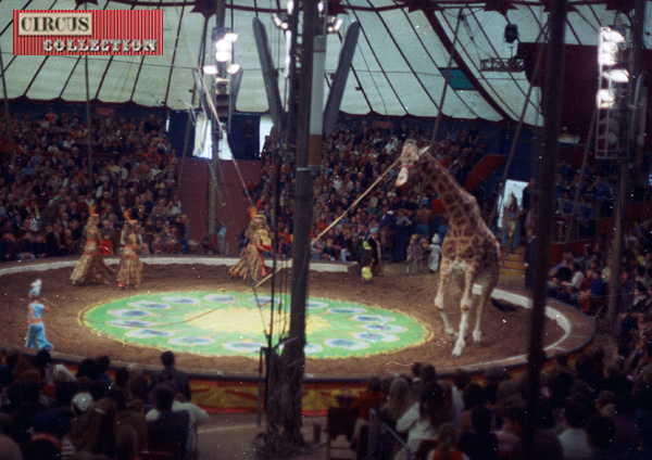 La girafe du Cirque Knie au centre de la piste du Cirque Knie