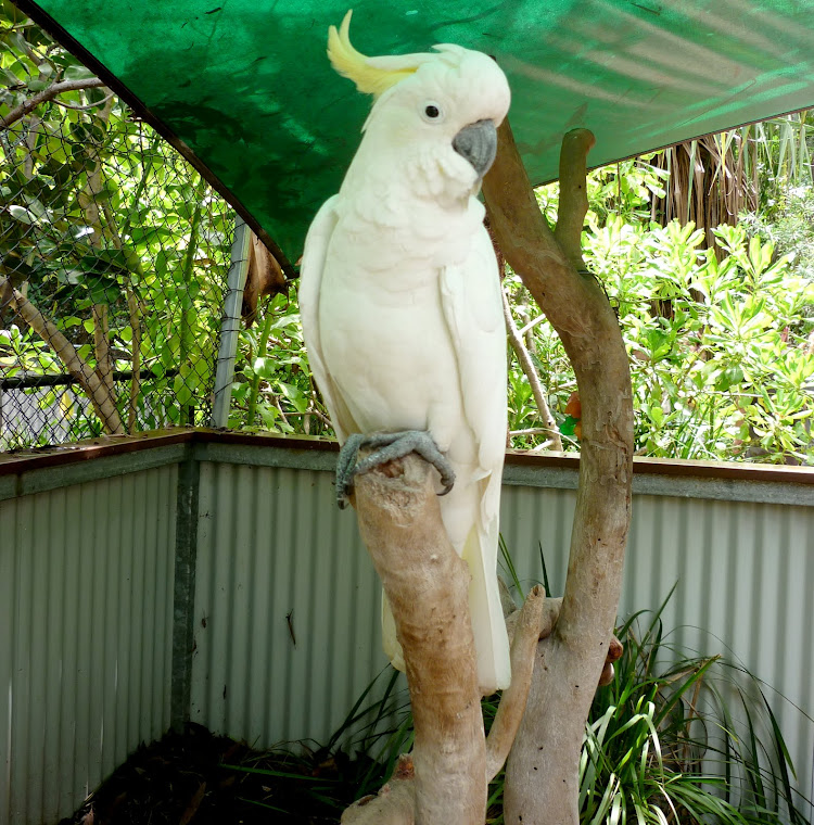 Sulphur Crested Cockatoo.