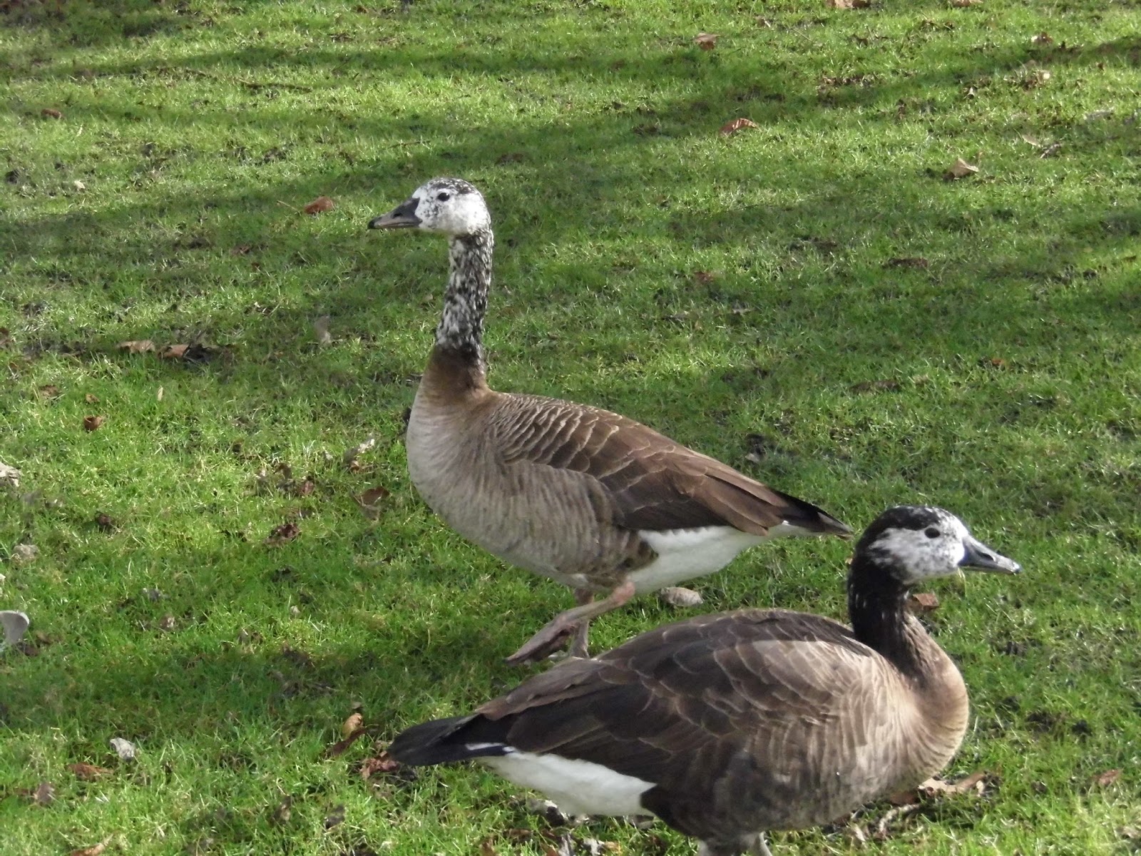 Bird Hybrids domestic Greylag Goose x Canada Goose