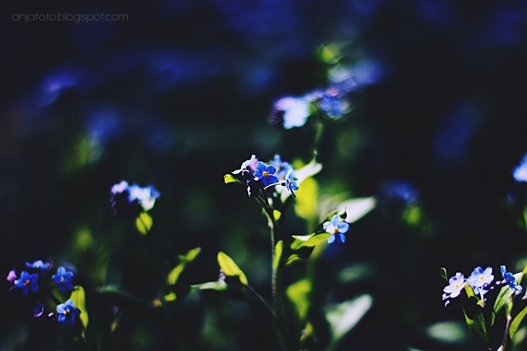 kwiaty, fotografia kwiatów, fotografia przyrodnicza, niezpominajki, forgetmenot