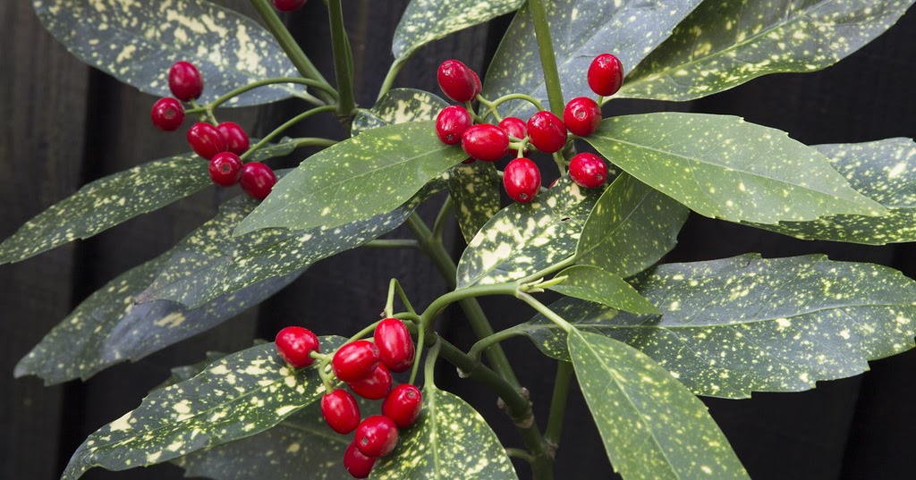 Ewa In The Garden Winter Hedge Full Of Red Berries Spotted