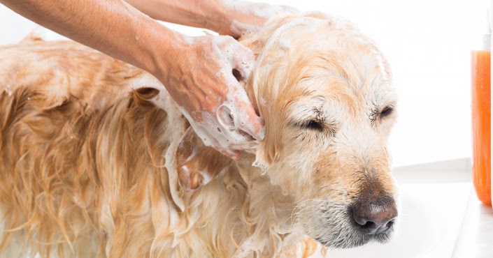 Baden Sie Ihren Hund Wie oft sollten Sie Ihren Hund baden