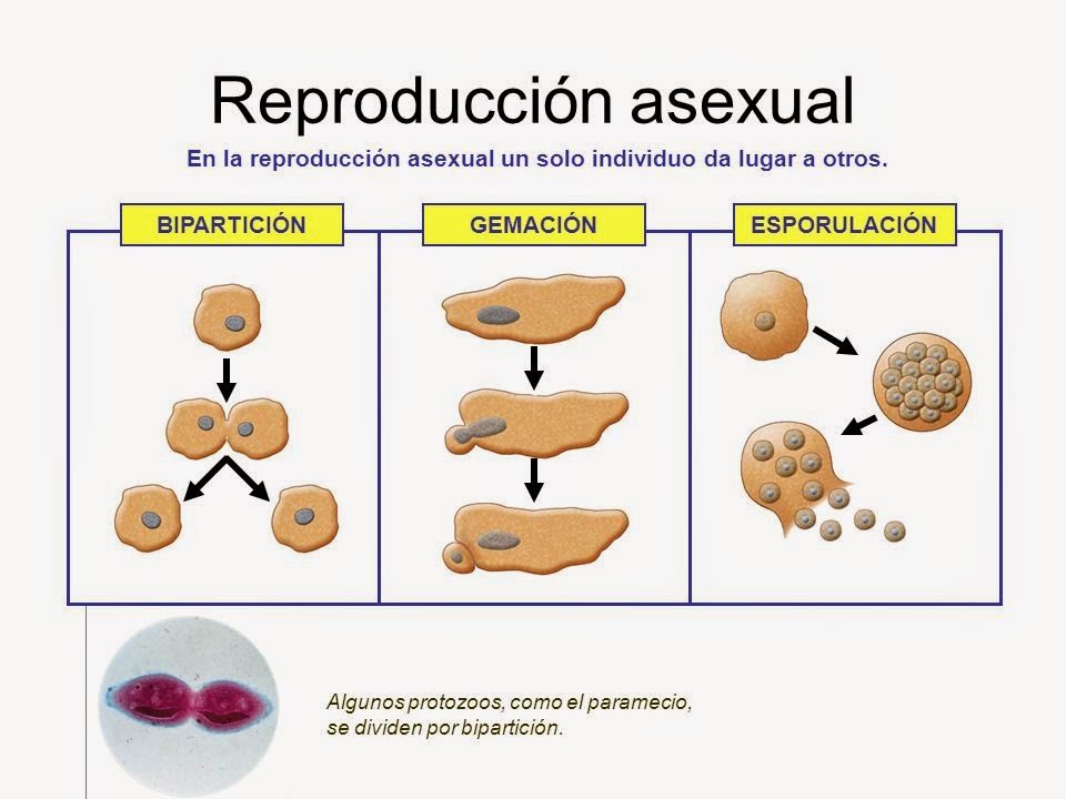 Hacia Una Sexualidad Segura Y Responsable ComparaciÓn Entre ReproducciÓn Sexual Y ReproducciÓn