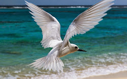 flying birds bird wallpapers animals dangerous