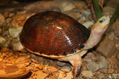 endangered box turtle