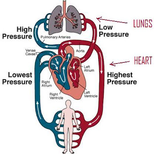 Scienceworks: Systems (P5): Circulatory System Flow diagram