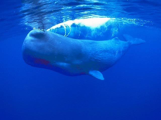 Picture of a sperm whale.