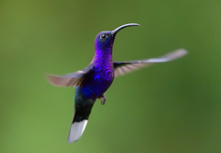 CURIOSIDADES DE HOY: ¿Sabías Que? El colibrí la única ave capaz de ...