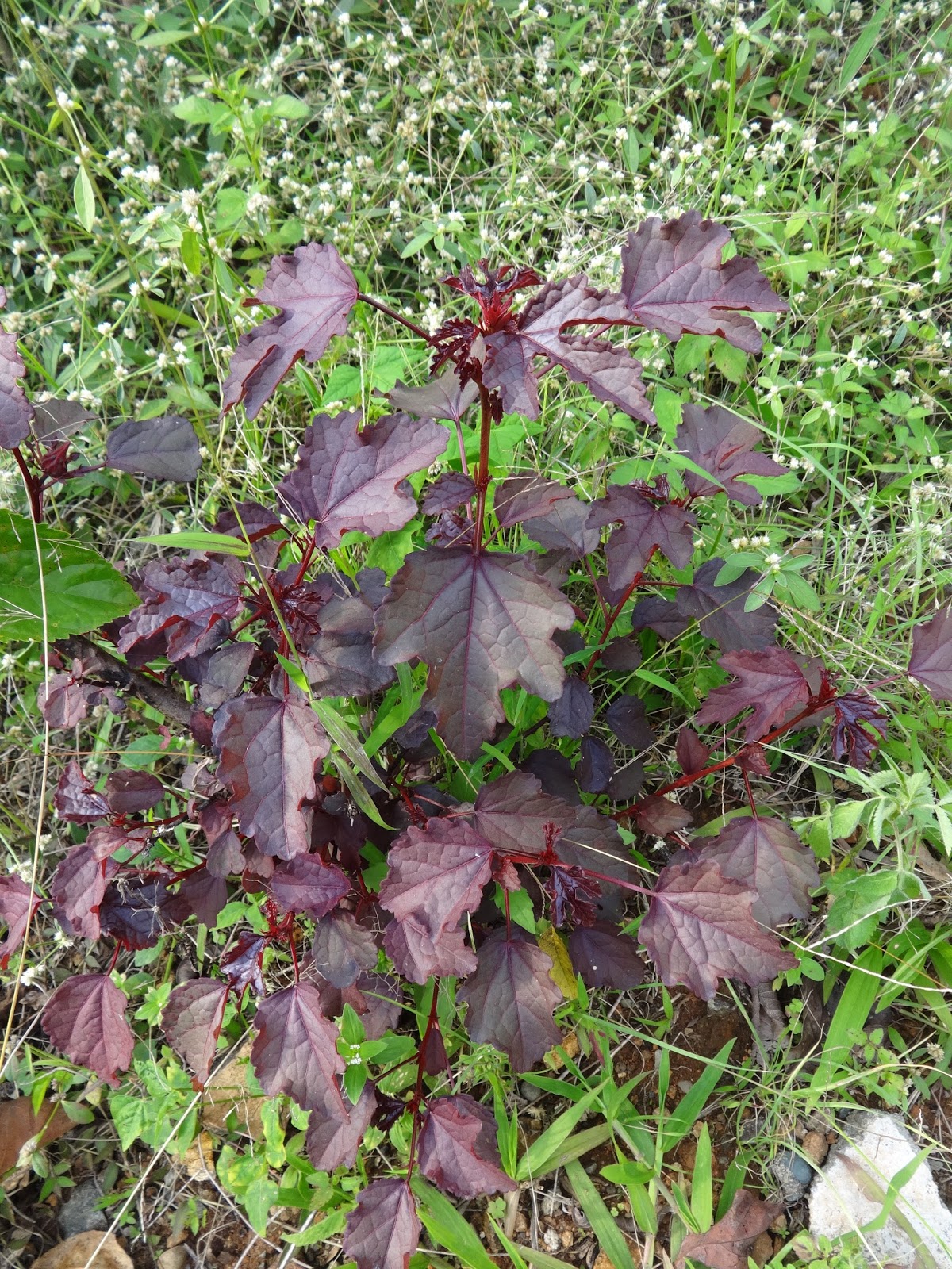 Herbs from Distant Lands Hibiscus acetosella Cranberry Hibiscus