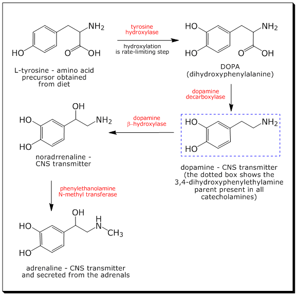 Pembentukan Adrenalin Dari Tirosin - JURNAL KU