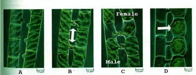 Reproduction process in spirogyra