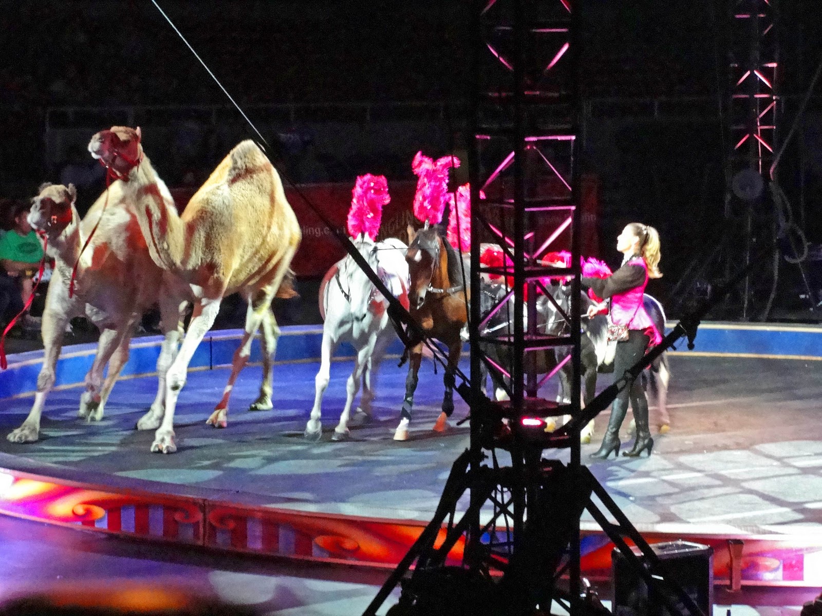 journeys with jax and oliver Zing. Zang. Zoom.