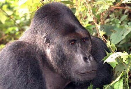 Silverback eastern lowland gorilla in Chimanunka group
