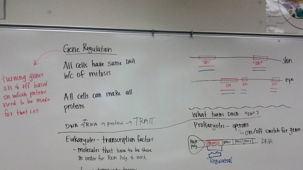 Dna Rna Protein Synthesis And Mutation Worksheet - Protein Choices