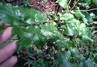  Tanaman daun encok yaitu tanaman semak perdu yang sanggup kita jumpai berada disekitar kit Manfaat dan Khasiat Daun Encok (Plumbago Zeylanica L)