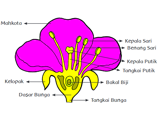 Proses Perkembangbiakan Generatif Tumbuhan Halaman 8 Belajar Kurikulum 2013 Proses Perkembangbiakan Generatif Tumbuhan Halaman 8 Belajar Kurikulum 2013