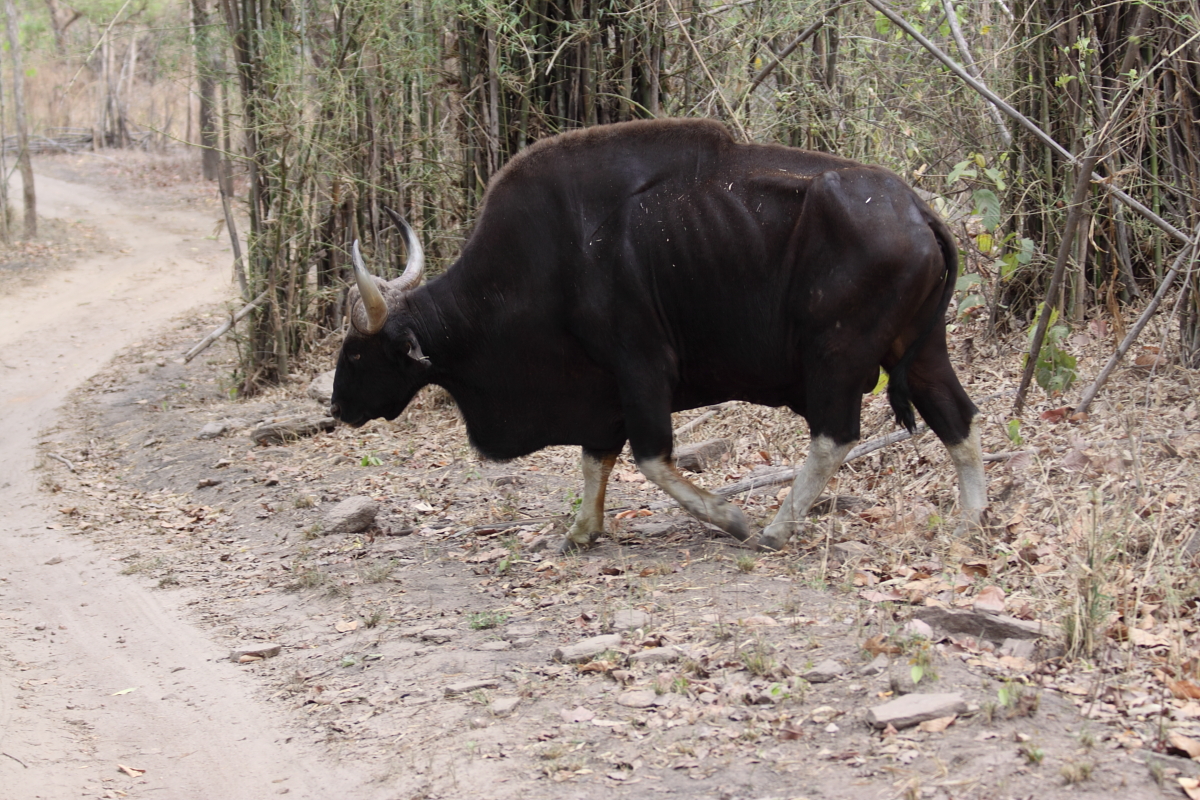 Сильный бизон. Самый большой бык в мире Гаур. Дикий бык Гаур. Индийский Лесной бык Гаур. Бык Доннето.