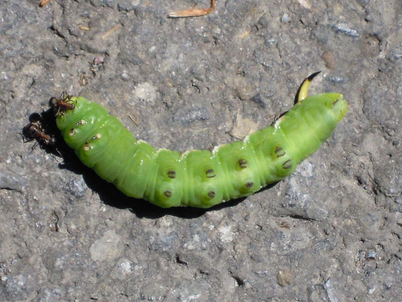 11Science De pijlstaartrups