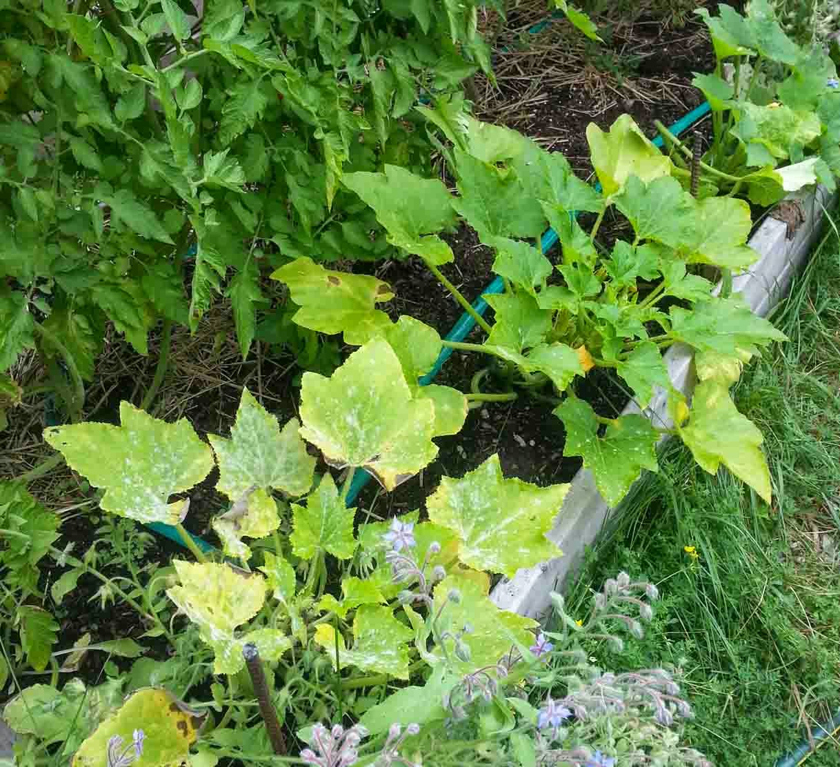 The Gardening Me End of Season Review Squash