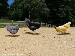 chicken sand coop run scoop using brooder edits suzanne bluebird farmhouse38 credits pottery kate