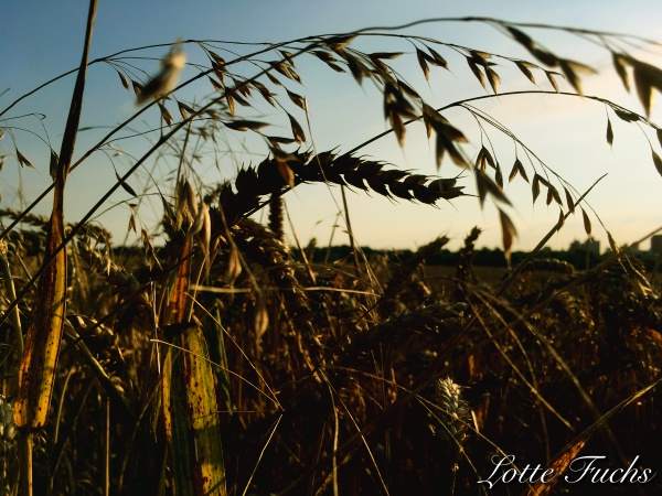 Trauminsel Rugen Perle In Der Ostsee Eine Insel Im Licht