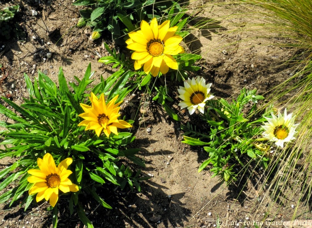 Late to the Garden Party My Favorite Plant This Week Gazania rigens