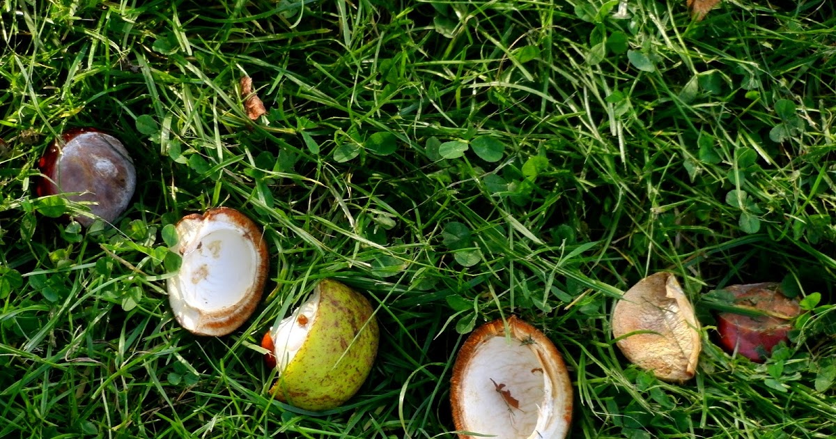 Lebenslilie Der Perfekte Garten Ajahn Brahm