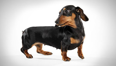 Miniature-Dachshund-Smooth