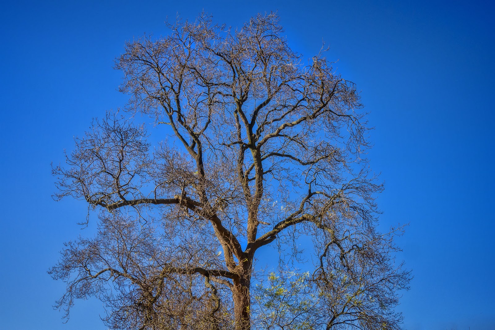Lincolnshire Cam Lincolnshire Trees.