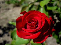 Beautiful Single Red Rose Wallpapers