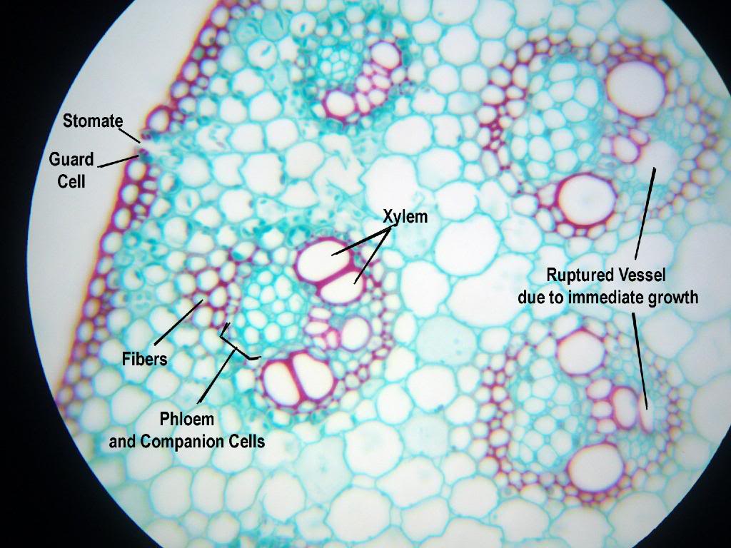 Biology Eleven: Looking at Agiospermae Reproductive organs. Also