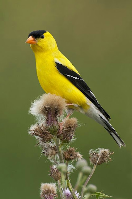 American Goldfinch - BirdForum