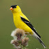 American Goldfinch - BirdForum 