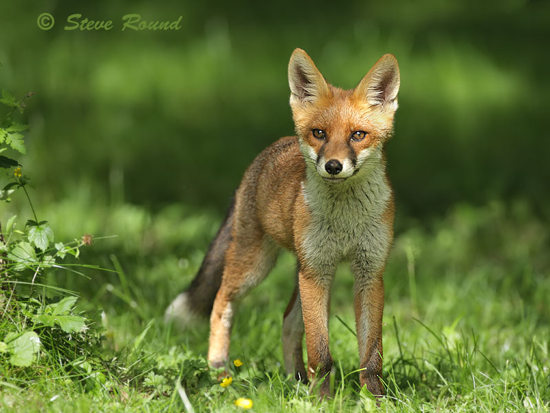 red, fox, mammal, nature, wildlife