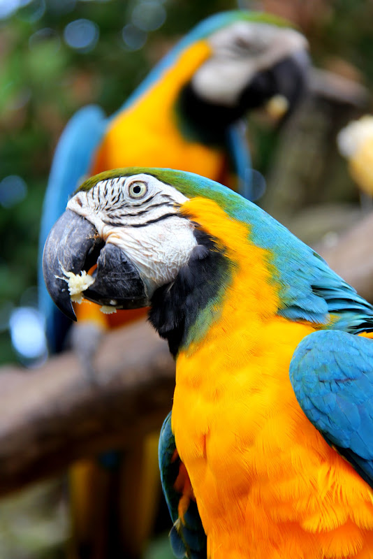 Blue-throated Macaw Blue-throated Macaw