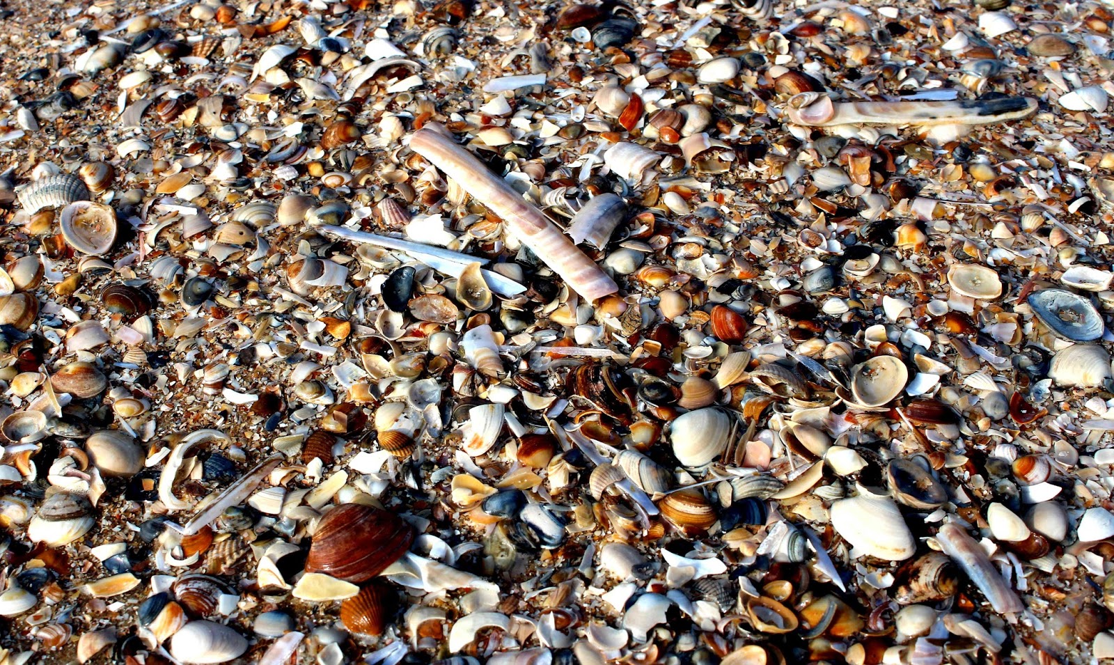Muscheln Holland Meer