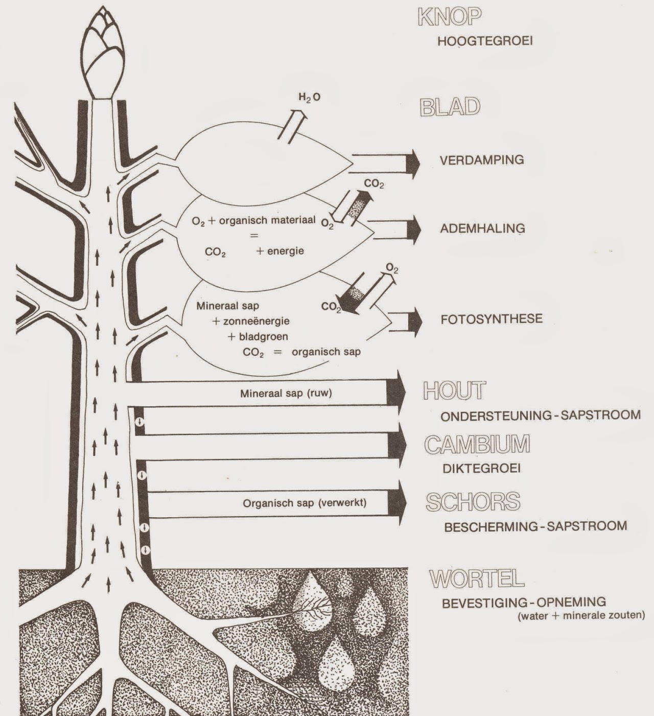 elektrode Smederij periode Houtanatomie: Hoe groeit een boom?