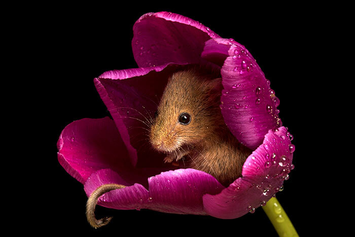 Photographer Tiptoed Through The Flowers To Capture Harvest Mice, And The Result Is Amazing