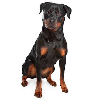 rottweiler-700x700