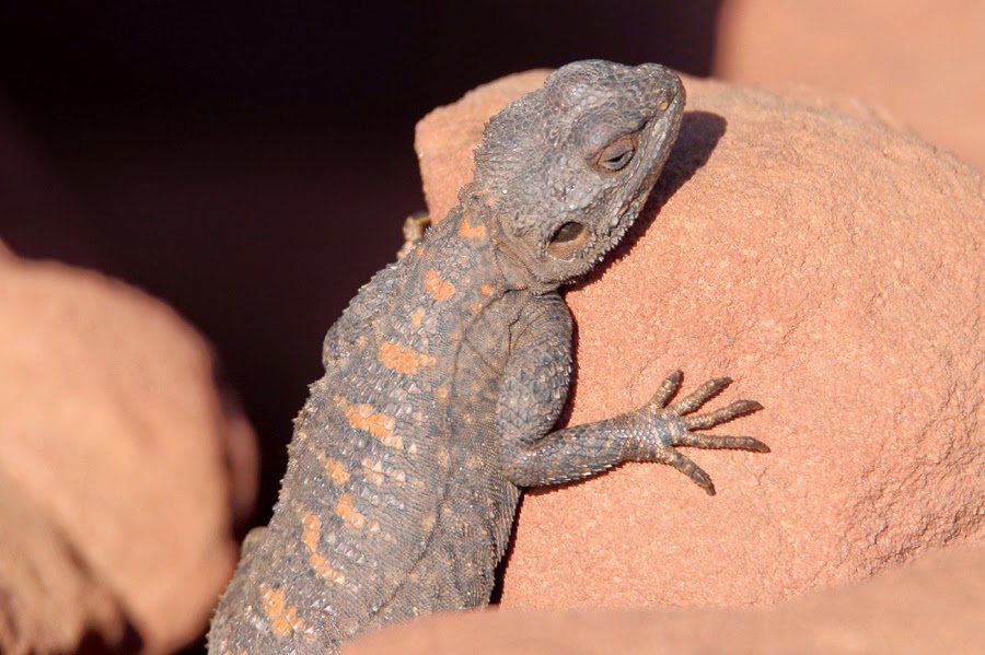Roughtail Rock Agama