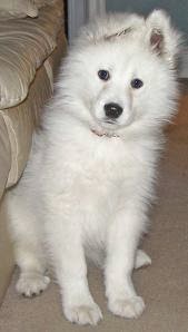 Anjing Samoyed Cara Merawat Anjing SamoyedHewan Peliharaan