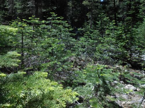 Pdf The Management Of Blue Pine Pinus Wallichiana In The