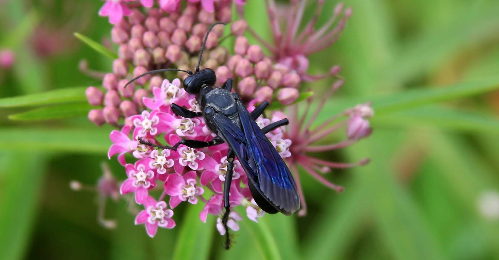 Reflections Ada Hayden Heritage Park Aug 10, 2018 Great Black Wasp