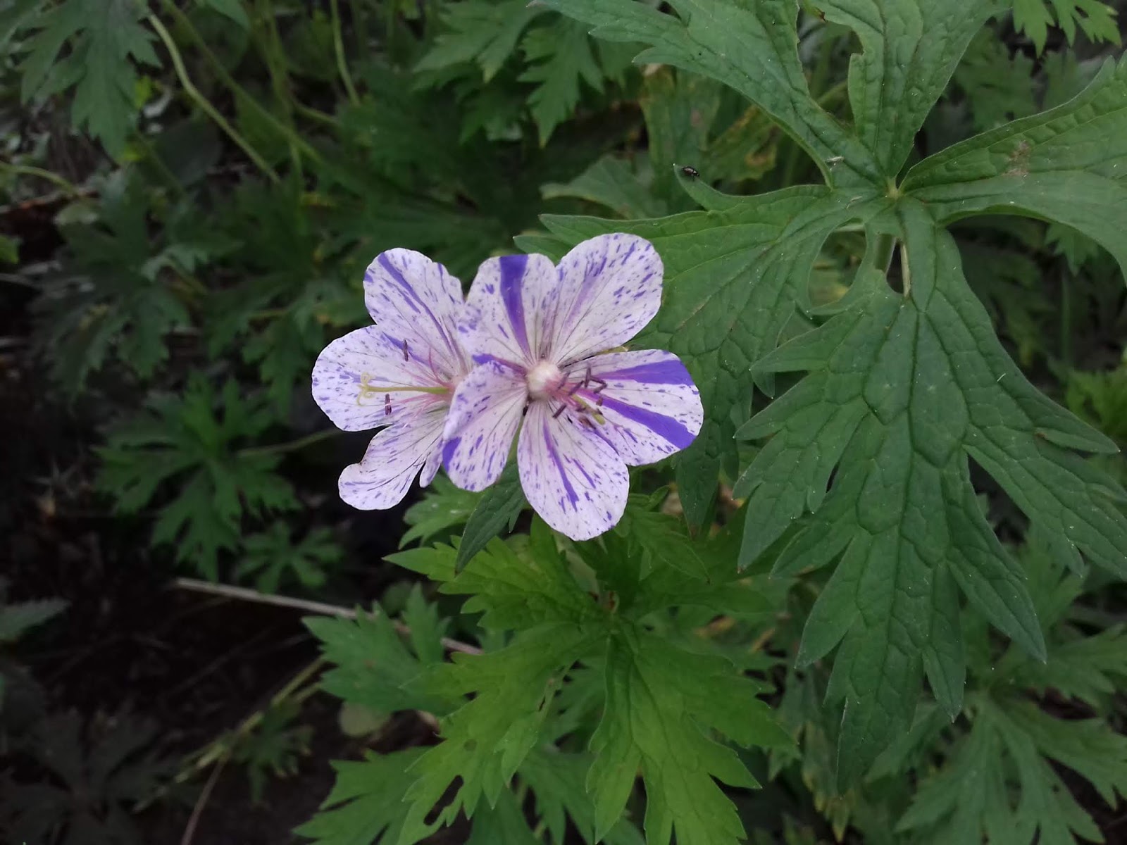 Chambres d'hôtes au Jardin des Violettes : géranium splish splash