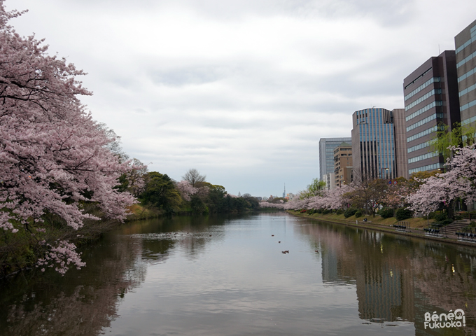 Sakura 2016, parc Maizuru, Fukuoka
