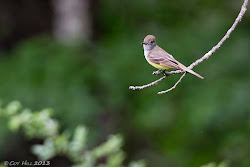 flycatcher bow bird crested